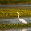 Grande Aigrette en Camargue gardoise